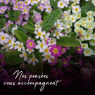 Fleurs de pensées pour un doux réconfort